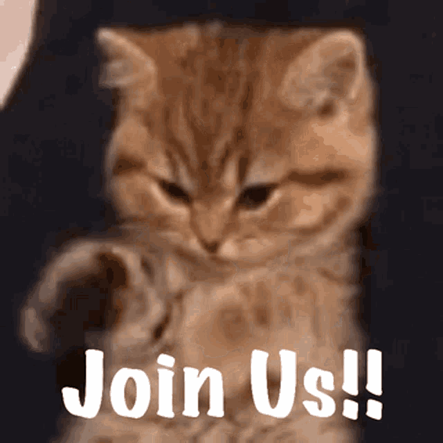 kitty-join-us kitty-join-us